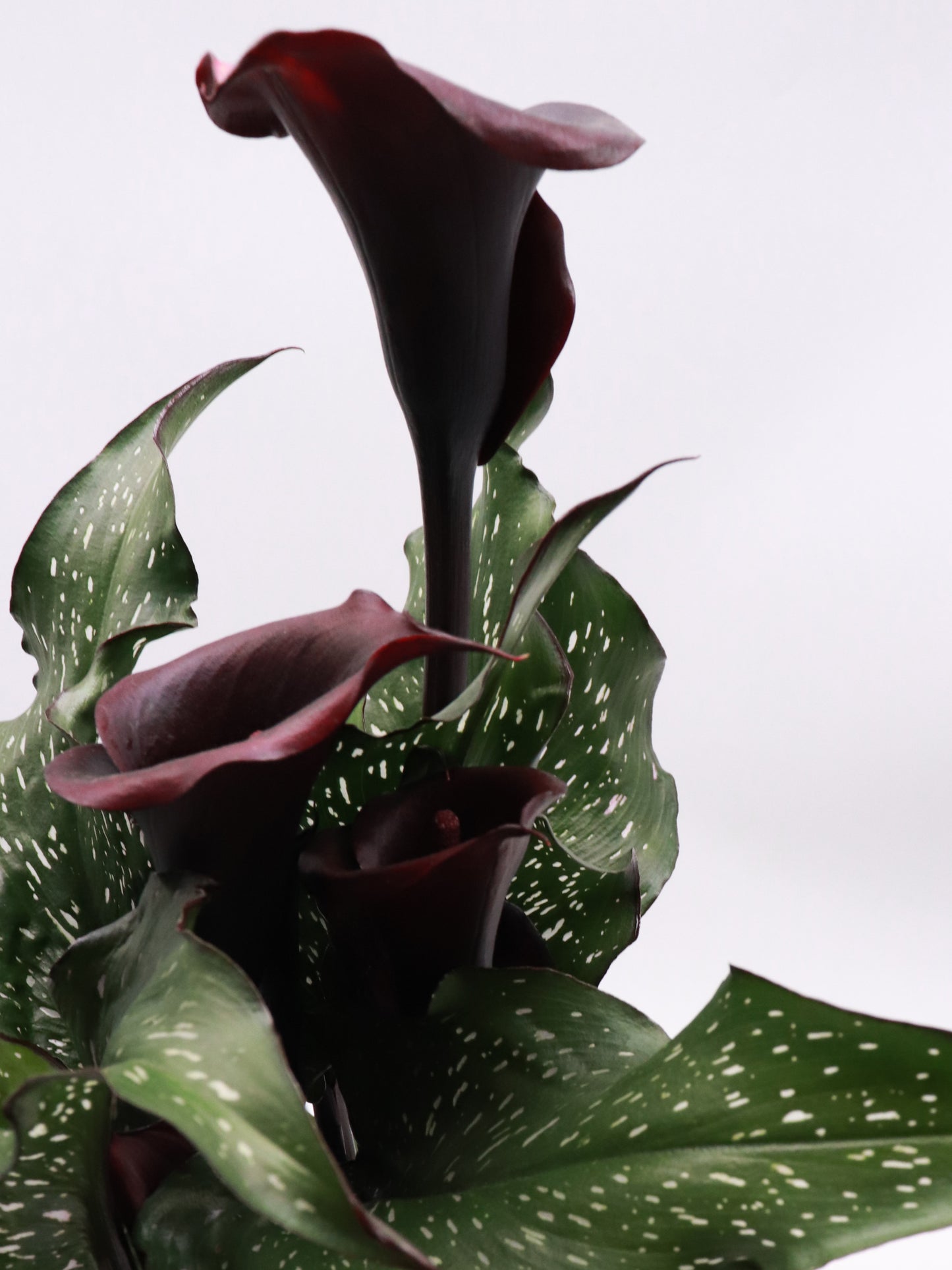 Calla 'Akela'