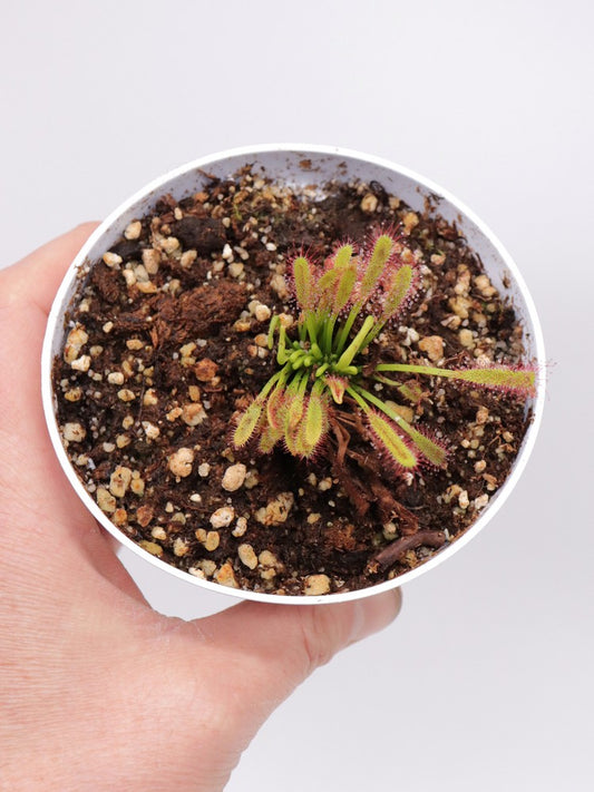 Drosera capensis "Crested" clone 1 GC