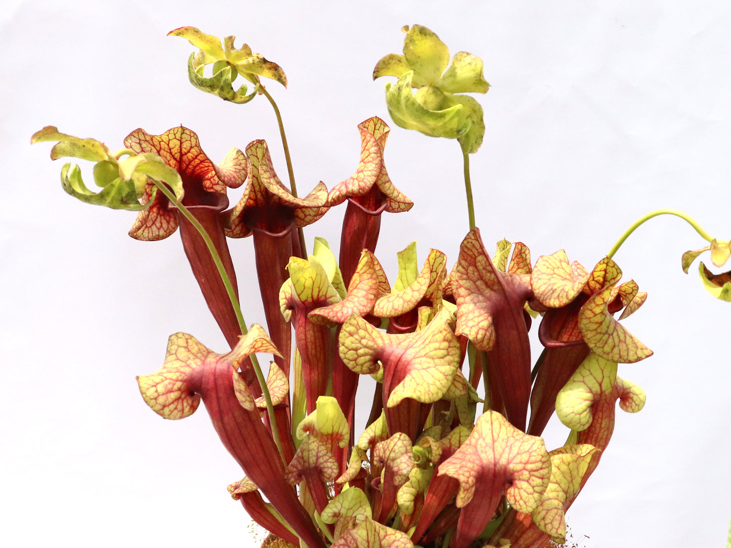 H117 GC Sarracenia catesbaei " Red "