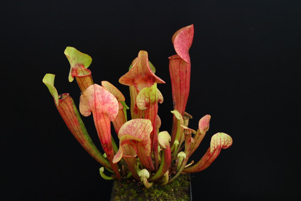 Sx Catesbaei "inverted vein"