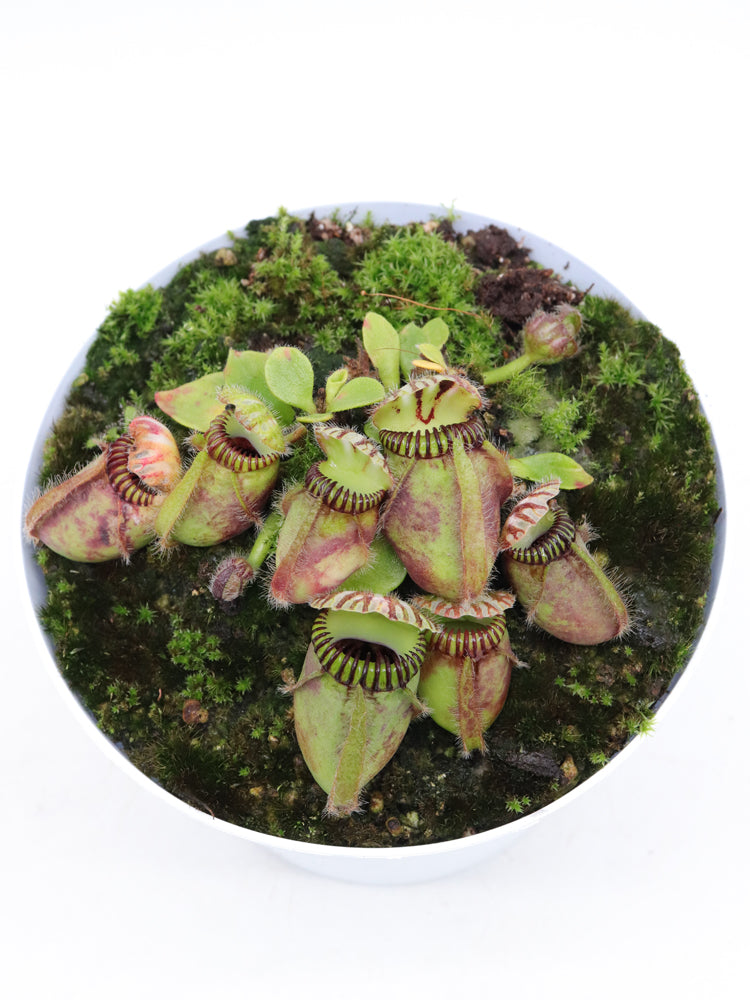Cephalotus follicularis "GC Bulldog"