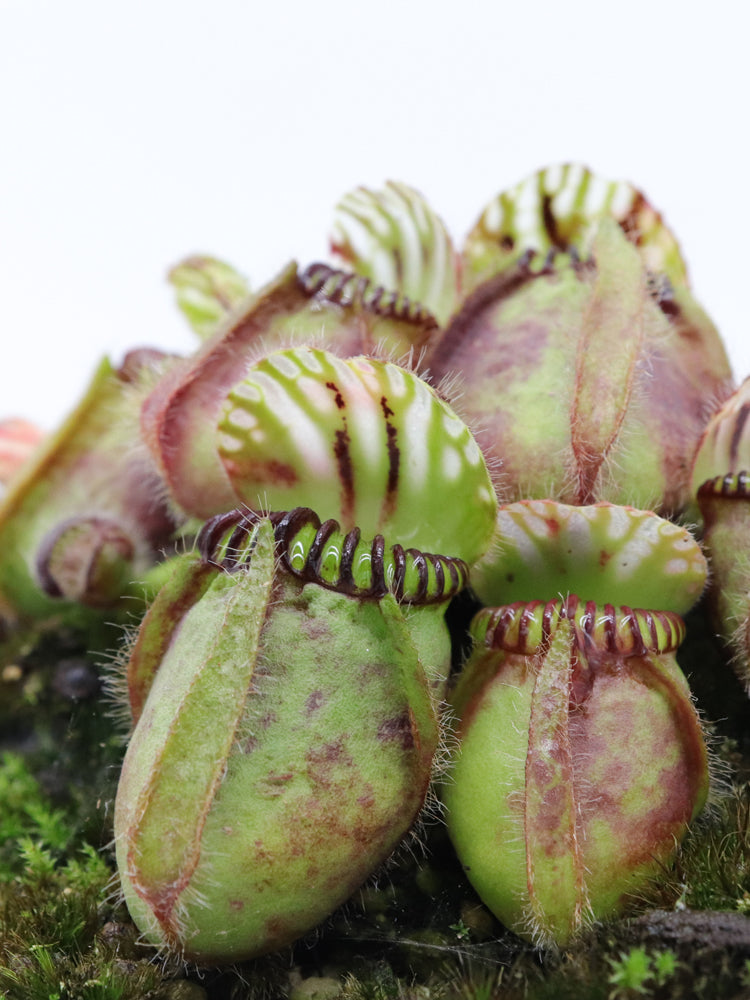Cephalotus follicularis "GC Bulldog"