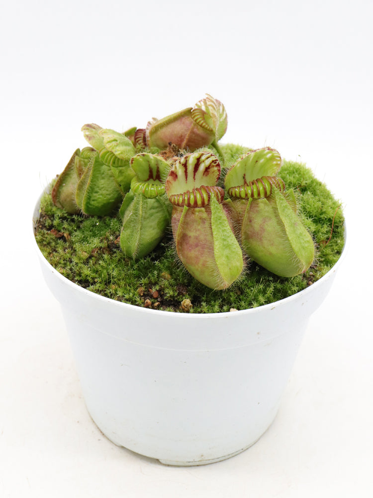 Cephalotus follicularis 'Hummer's Giant'