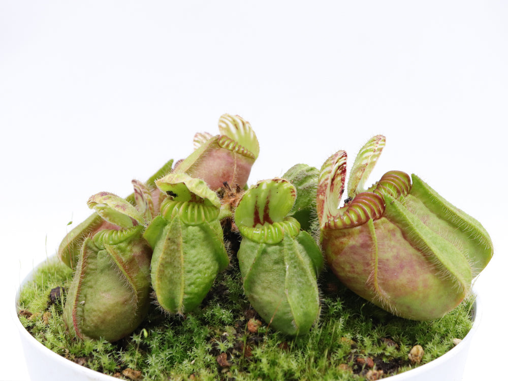 Cephalotus follicularis 'Hummer's Giant'