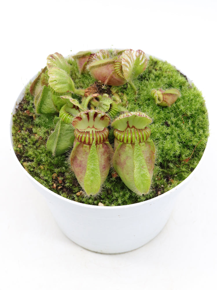 Cephalotus follicularis 'Hummer's Giant'