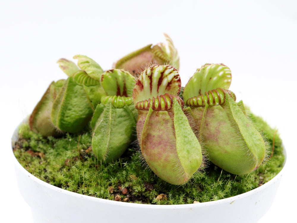 Cephalotus follicularis 'Hummer's Giant'