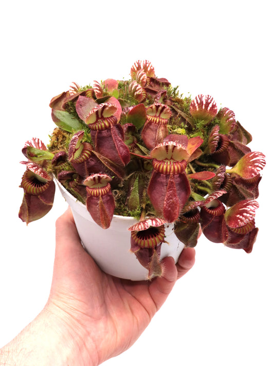 Cephalotus follicularis  'Hummer's Giant'