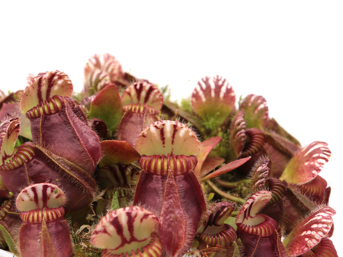 Cephalotus follicularis 'Hummer's Giant'
