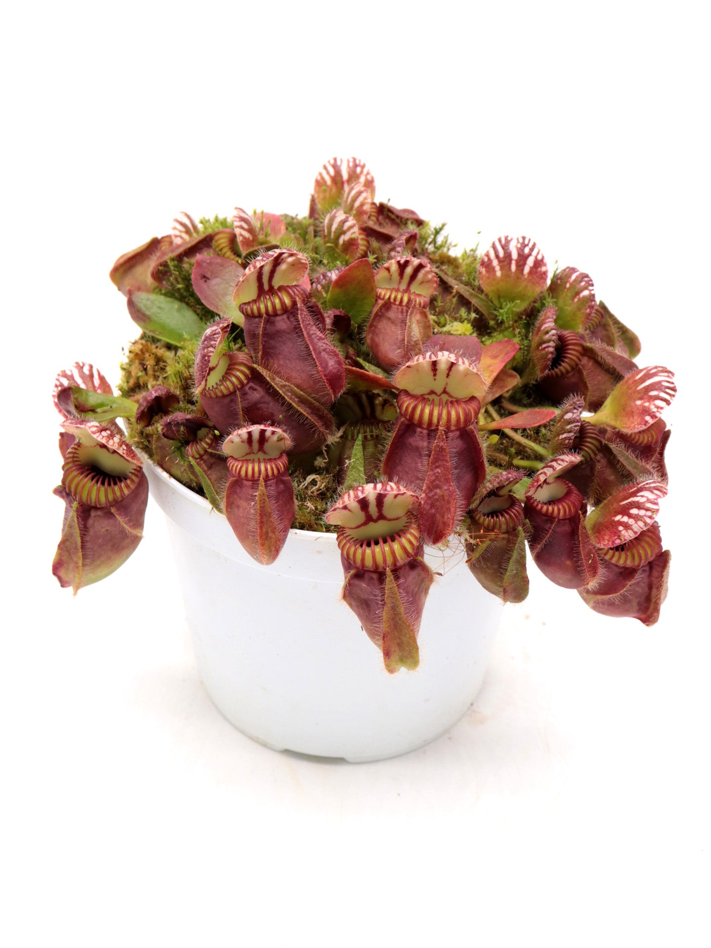 Cephalotus follicularis 'Hummer's Giant'