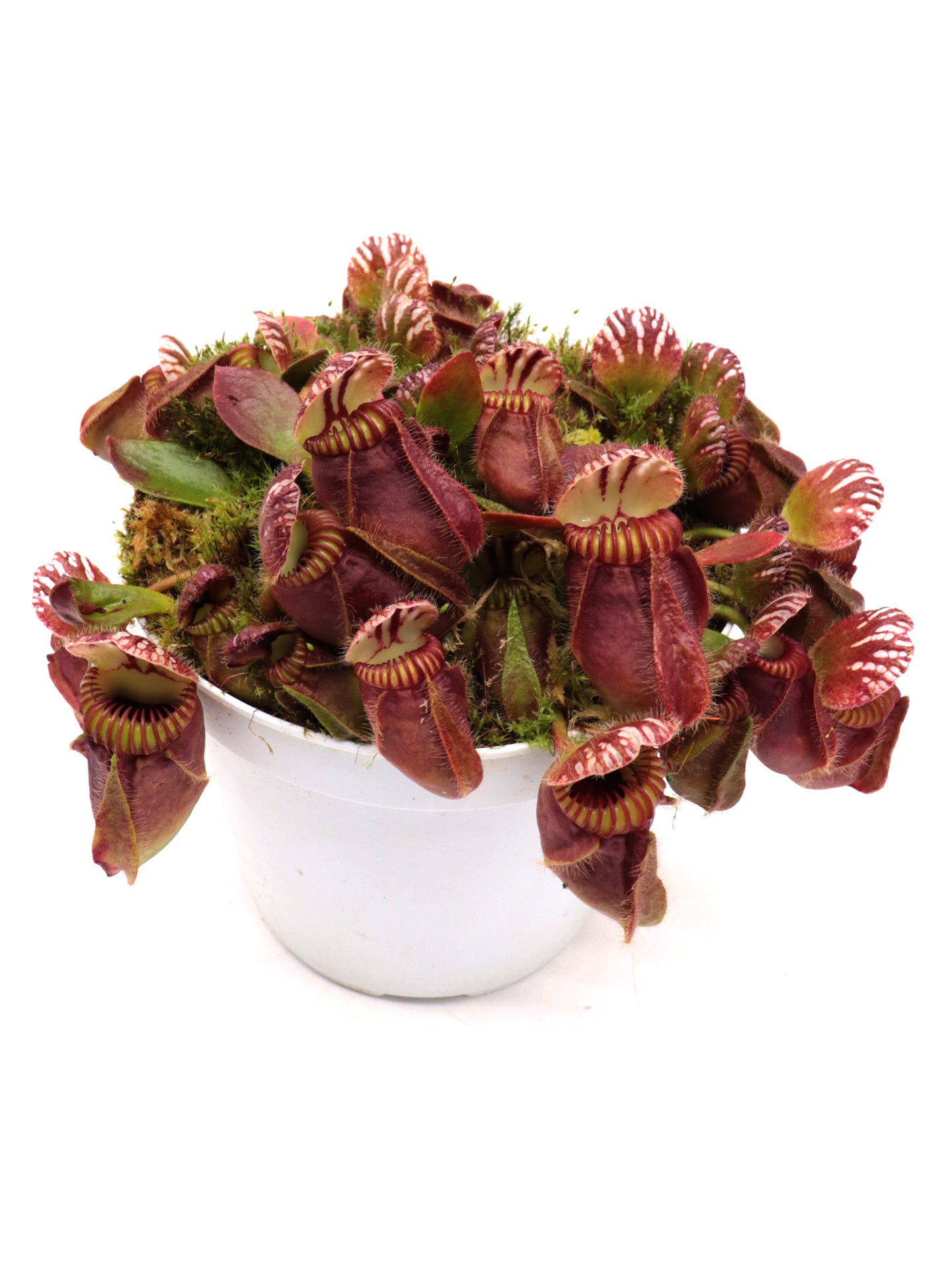 Cephalotus follicularis 'Hummer's Giant'