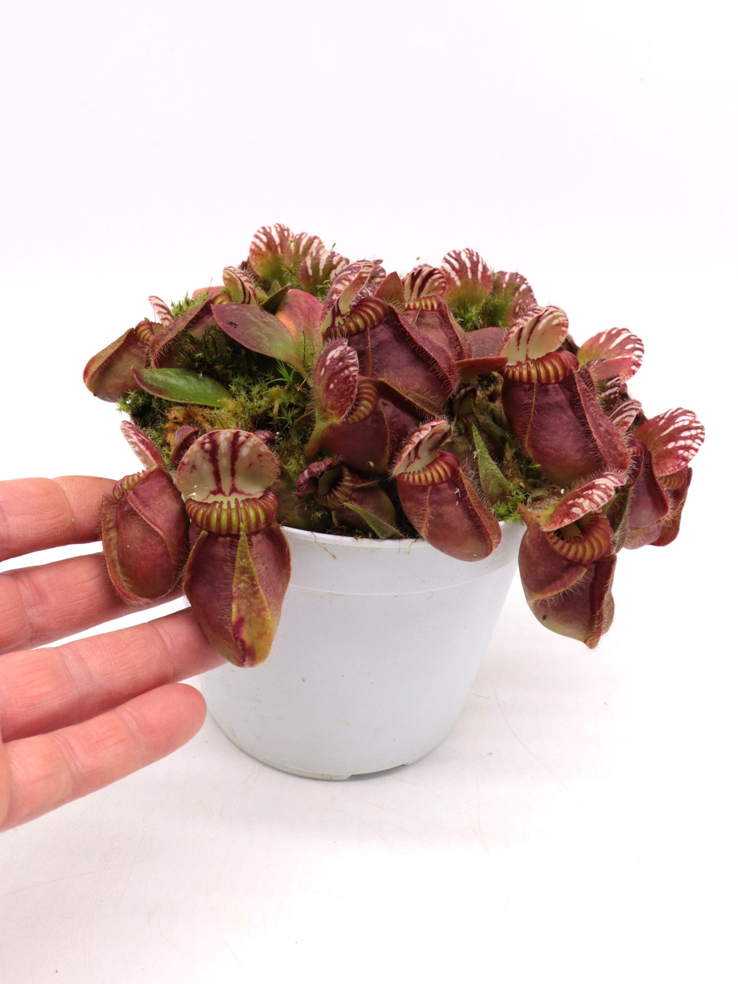 Cephalotus follicularis 'Hummer's Giant'