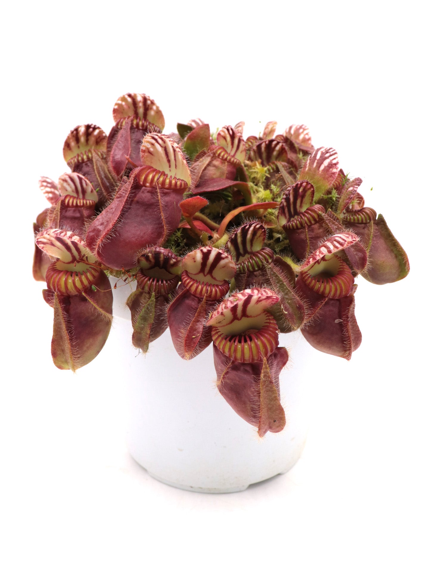 Cephalotus follicularis 'Hummer's Giant'