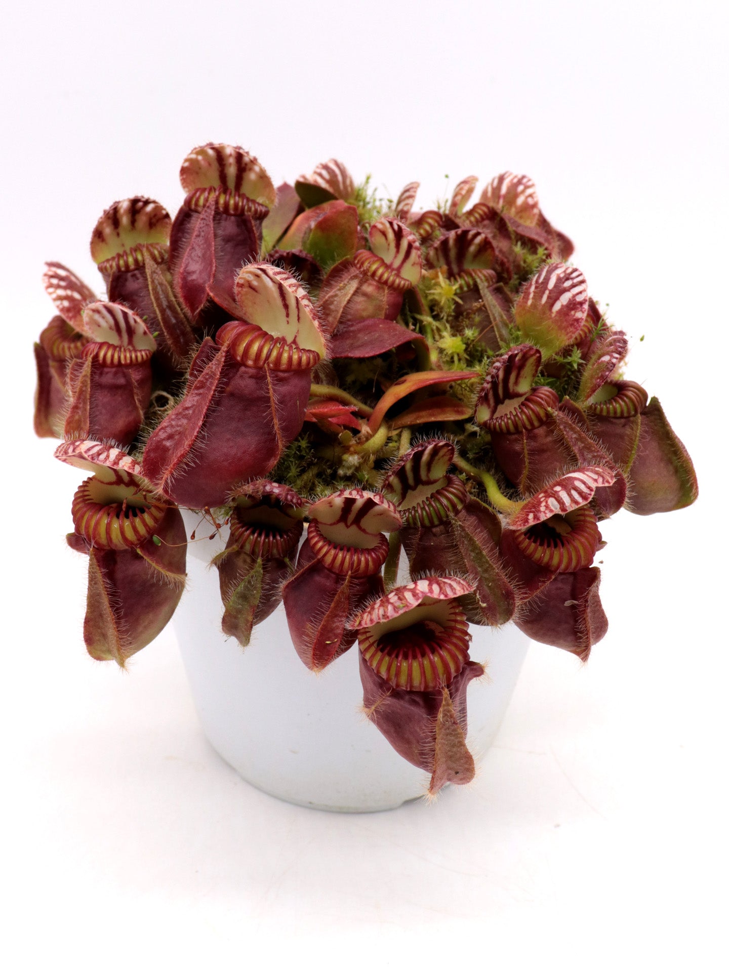 Cephalotus follicularis 'Hummer's Giant'