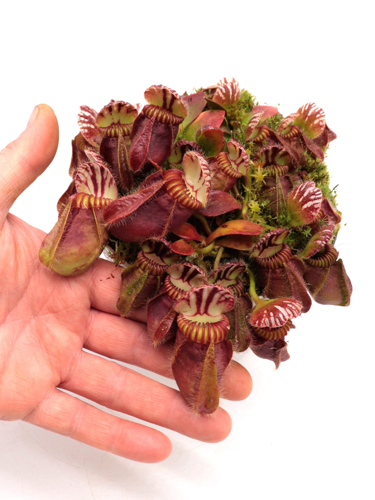 Cephalotus follicularis 'Hummer's Giant'