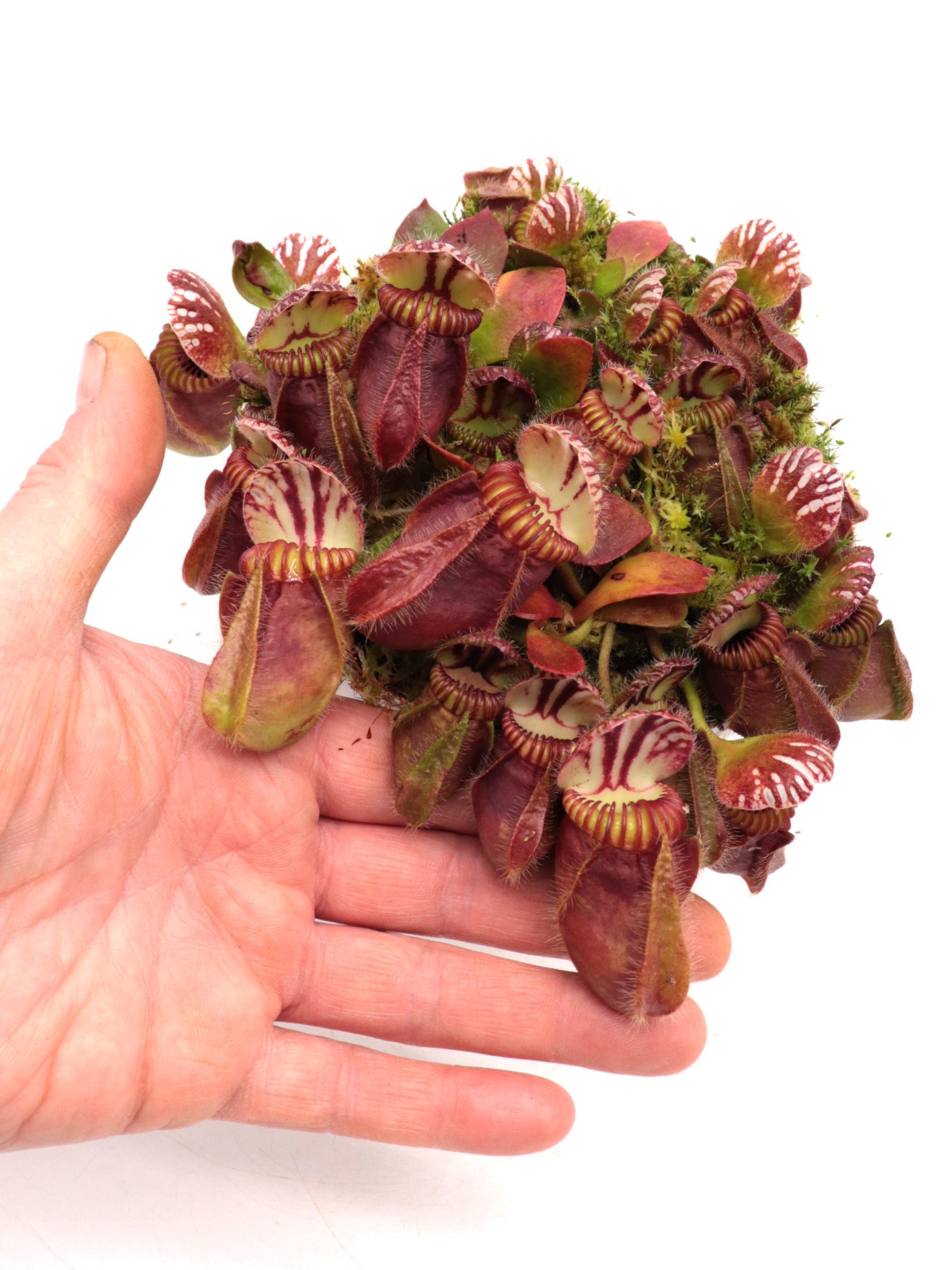 Cephalotus follicularis 'Hummer's Giant'