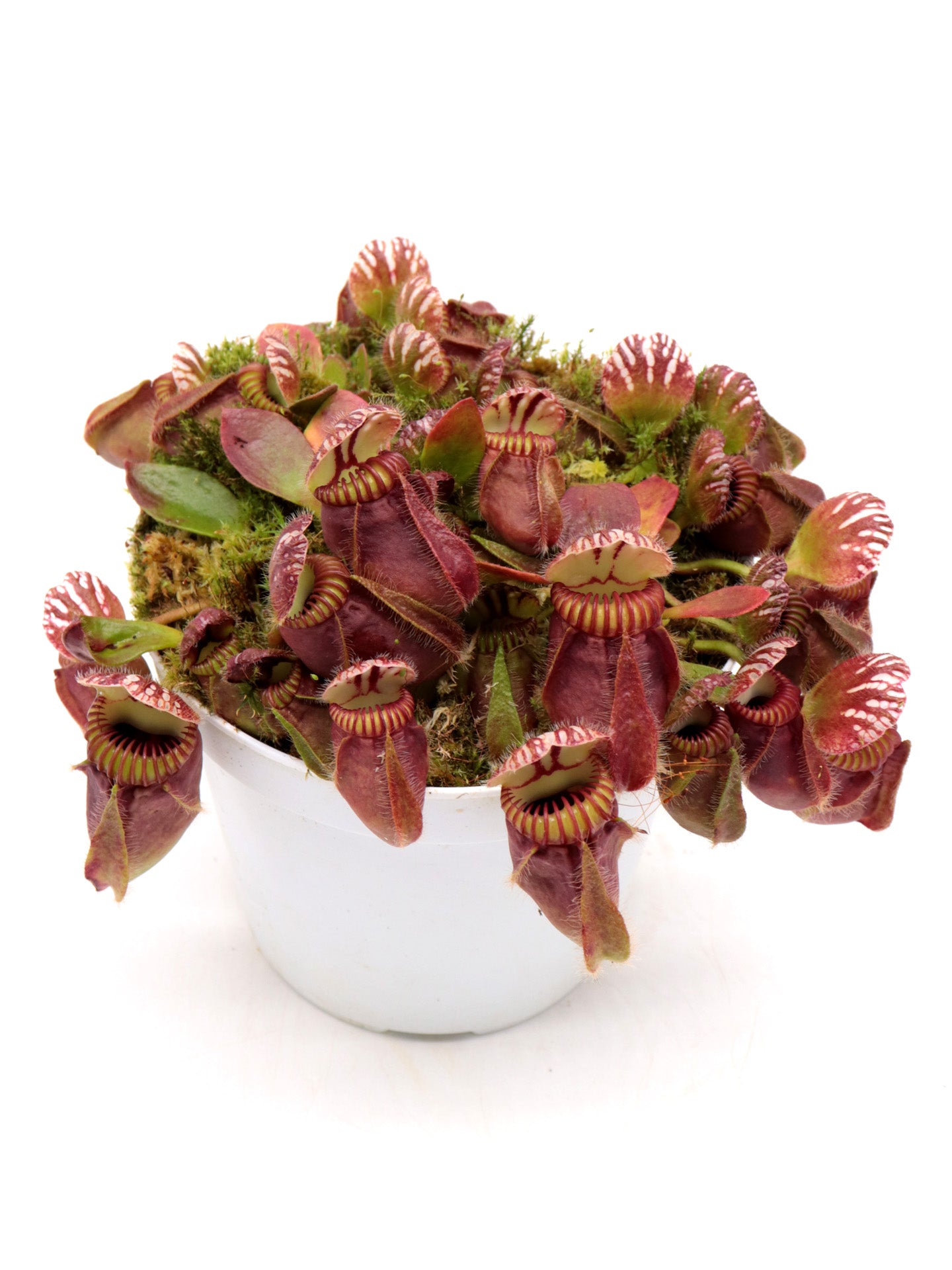 Cephalotus follicularis 'Hummer's Giant'