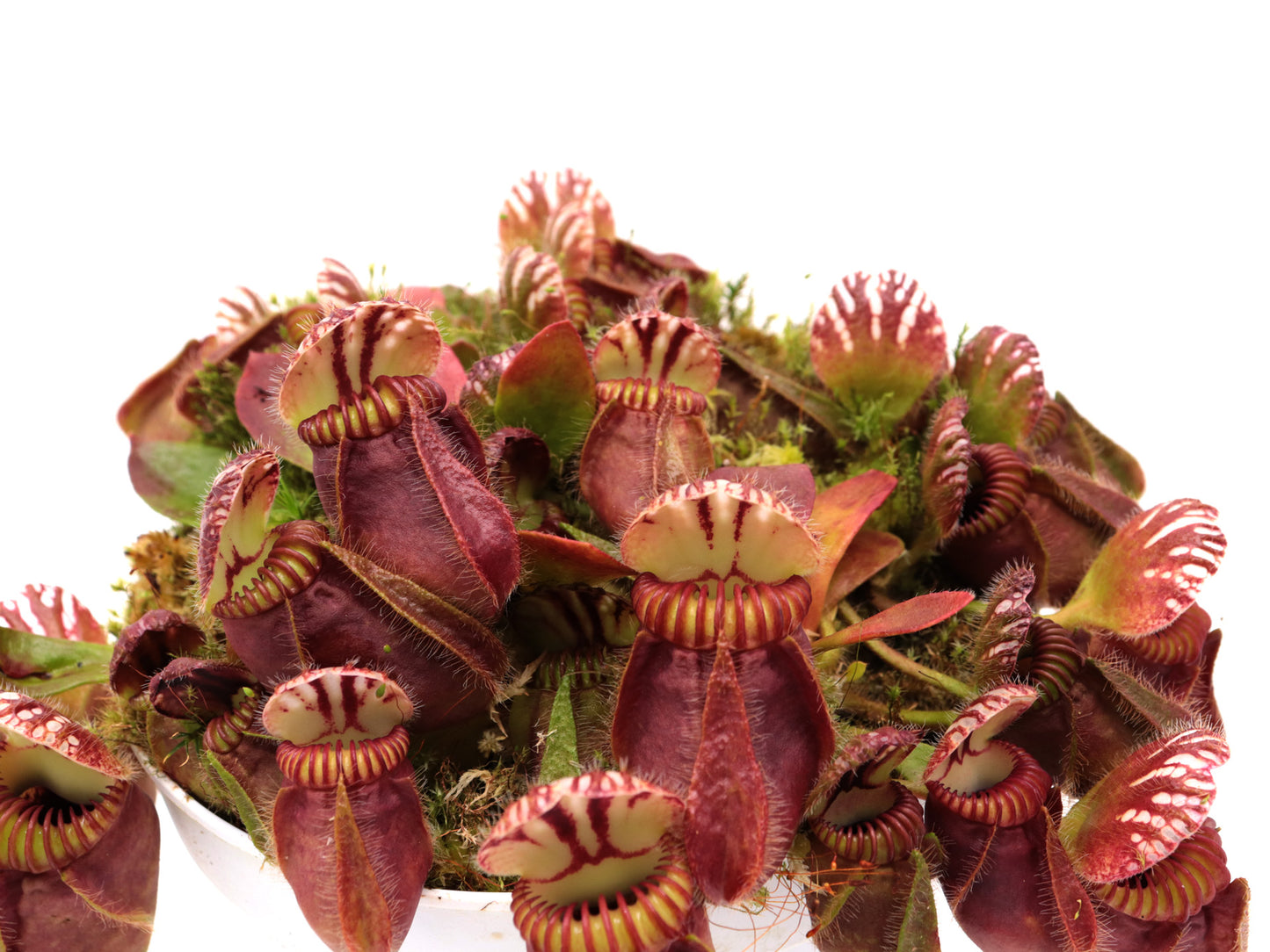 Cephalotus follicularis 'Hummer's Giant'