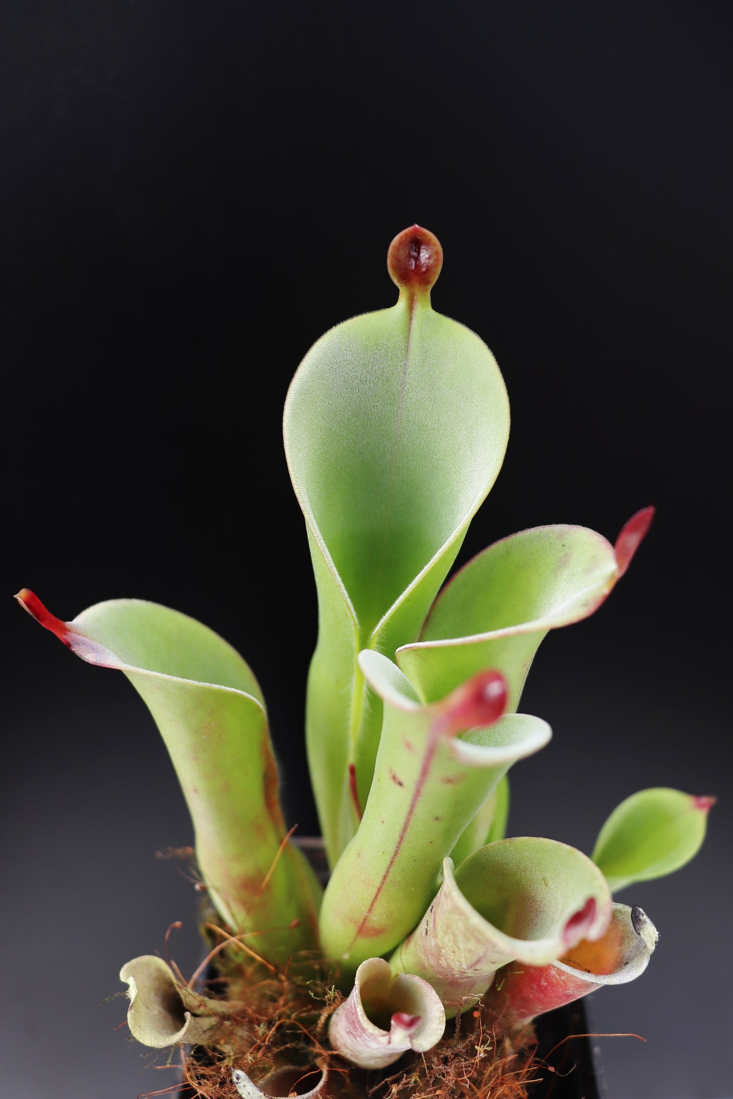 Heliamphora chimantensis Apacapa Tepui, Venezuela