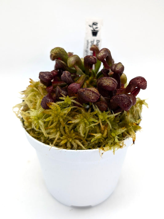 Darlingtonia californica "Red Alpine Form" Del Norte Co., California