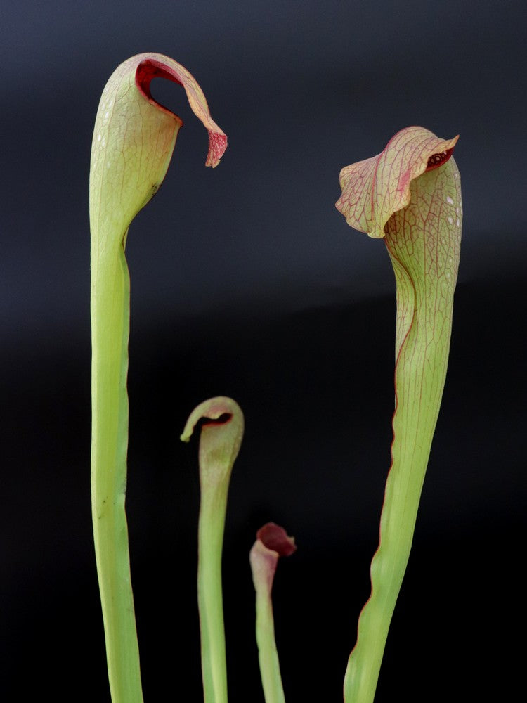 S.x "Dino Almacolle"