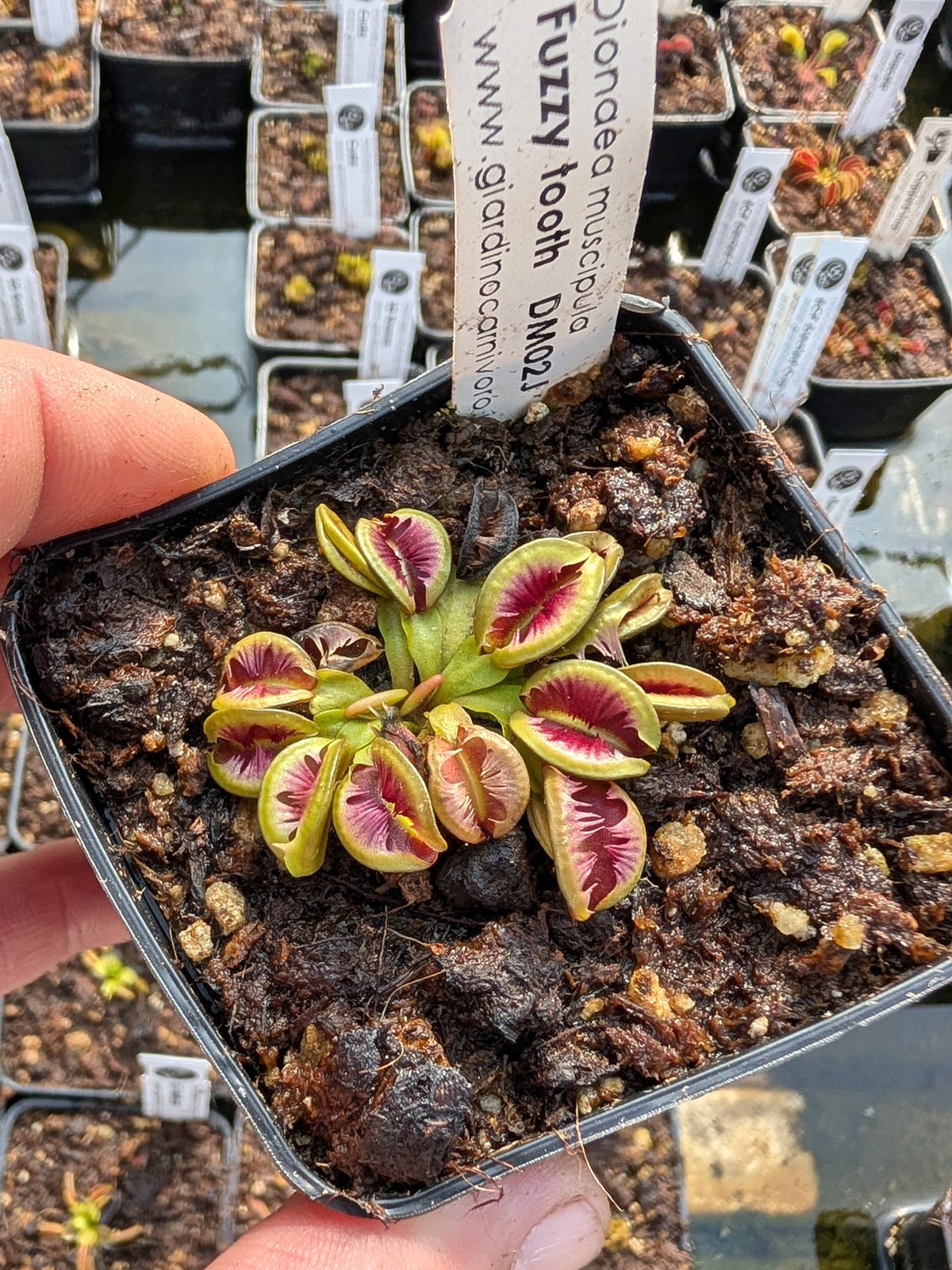 Dionaea muscipula Fuzzy tooth DM02J BCP