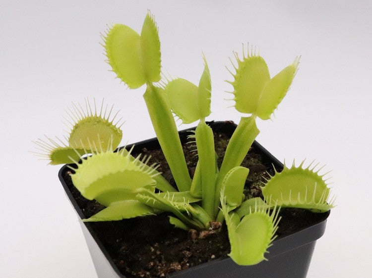 Dionaea muscipula  All green giant