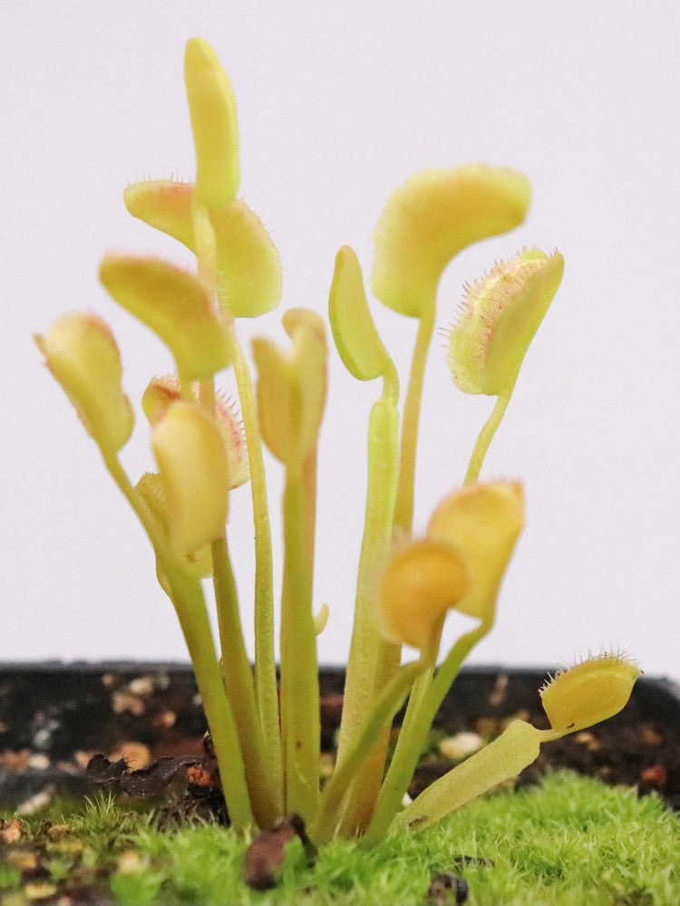 Dionaea muscipula Axe
