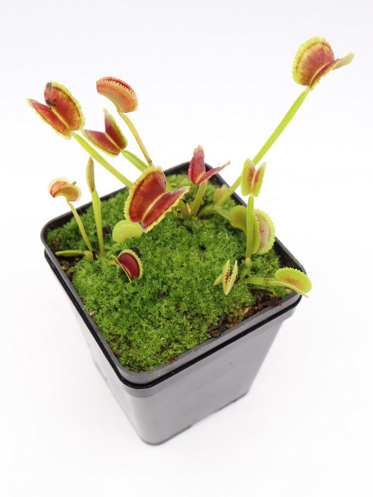 Dionaea muscipula Bear trap