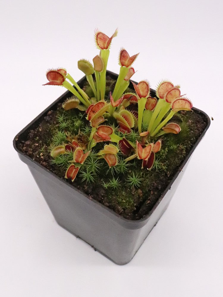 Dionaea muscipula Carnipedia