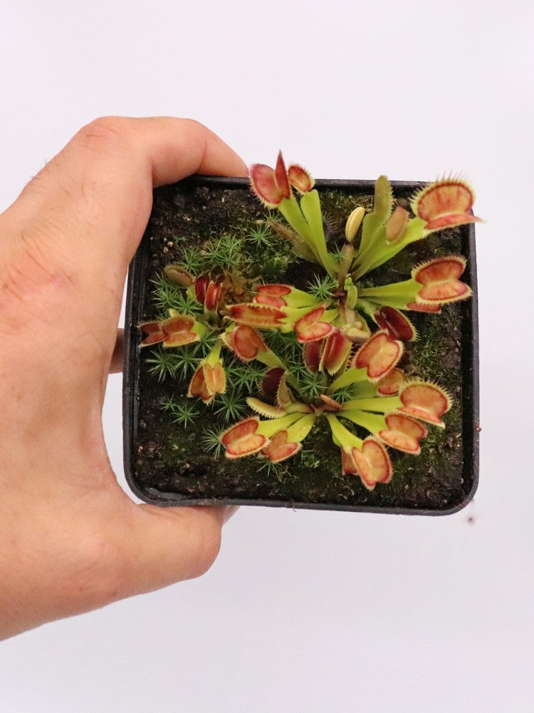 Dionaea muscipula Carnipedia