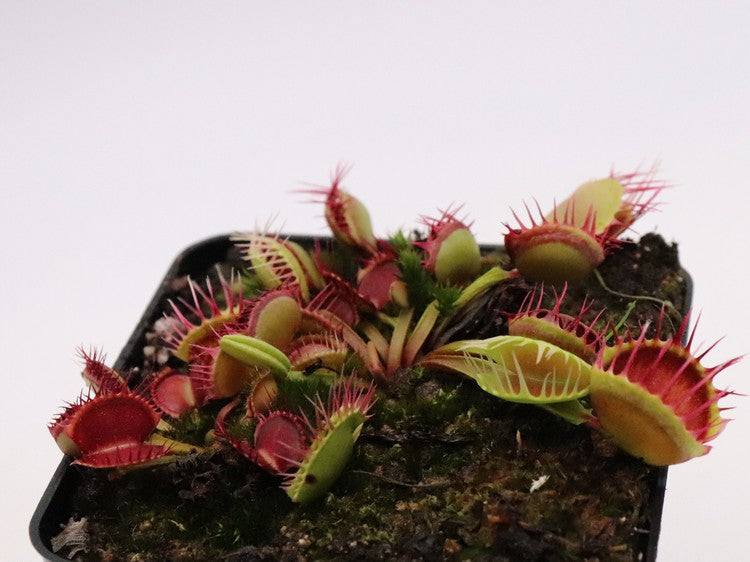 Dionaea muscipula Cross teeth