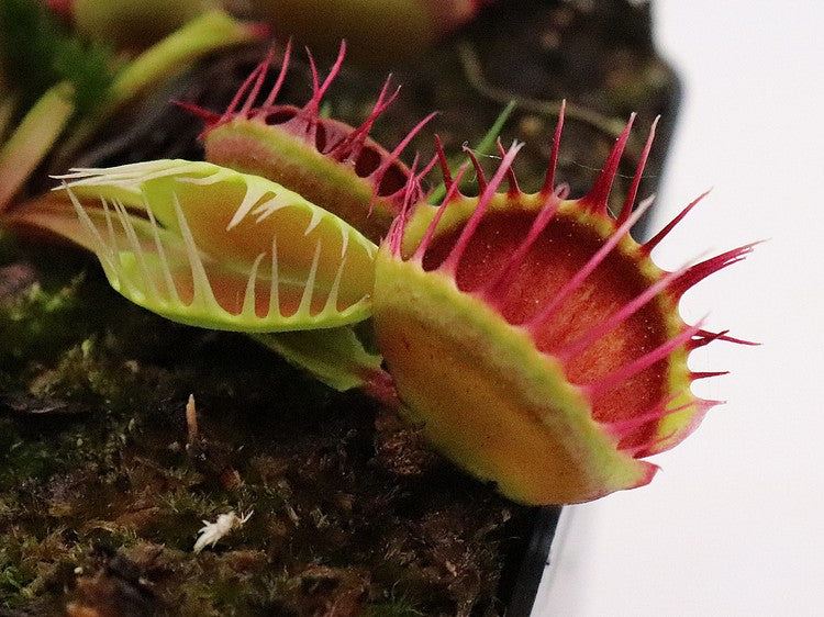 Dionaea muscipula Cross teeth
