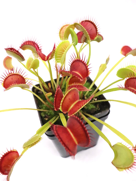 Dionaea muscipula  Dingley giant