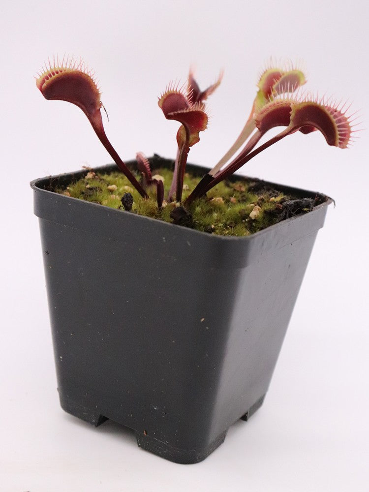 Dionaea muscipula 'Red fused petiole'  F04 BCP