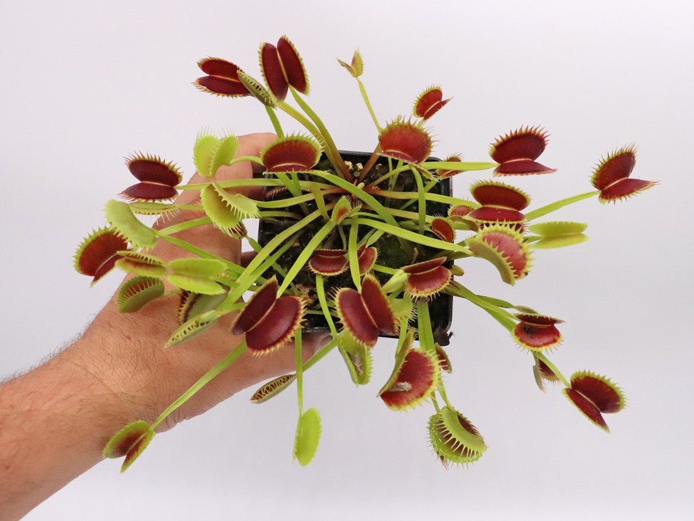 Dionaea muscipula Fake Dracula