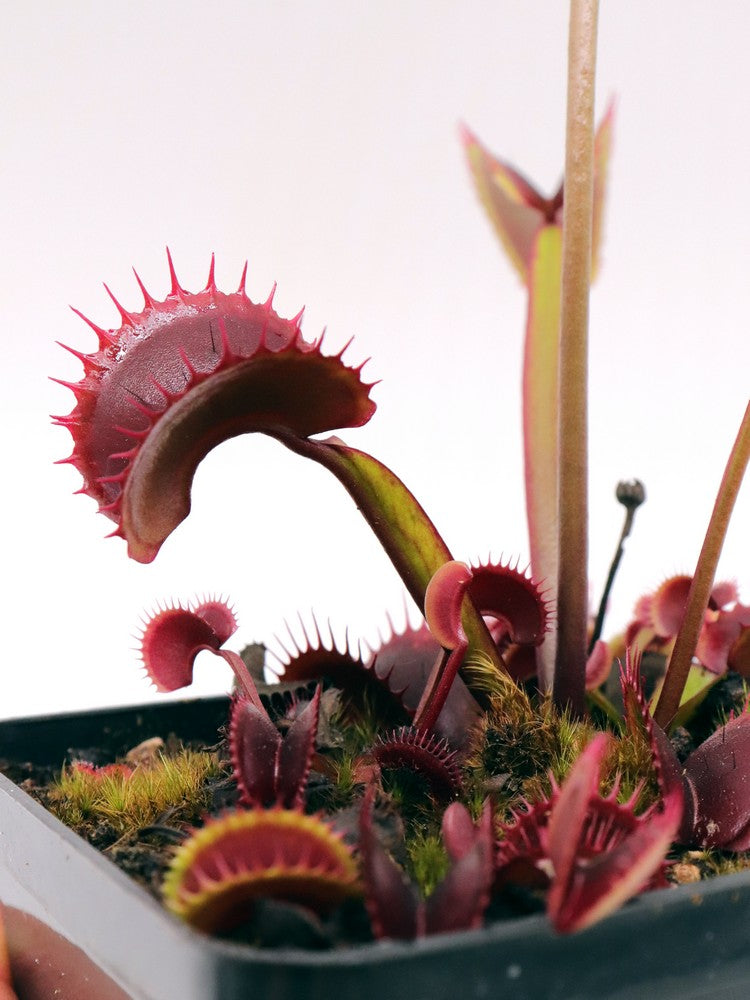 Dionaea muscipula FTS Archangel