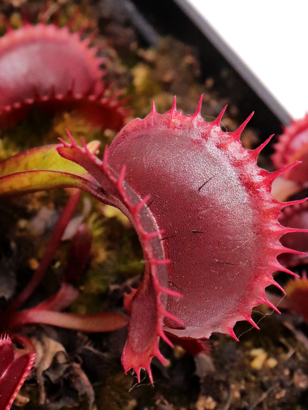Dionaea muscipula FTS Archangel