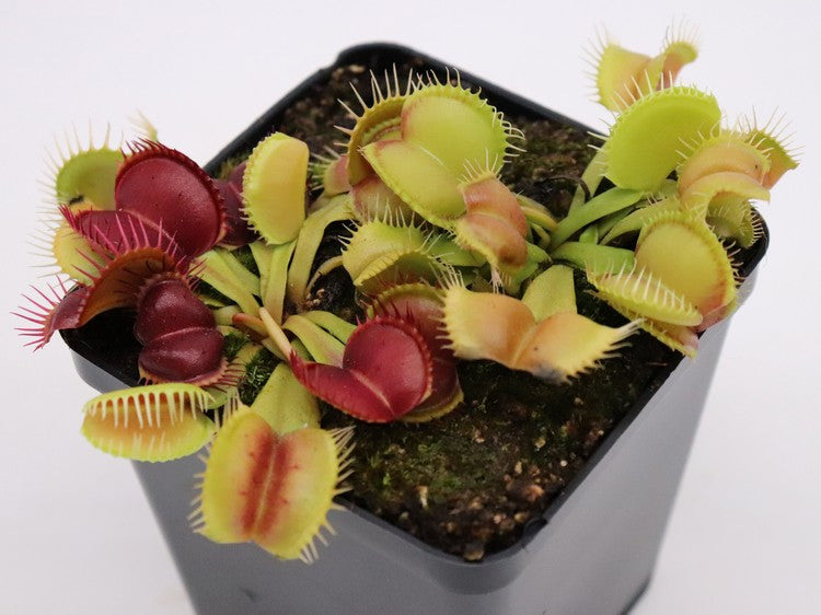 Dionaea muscipula  Galaxy