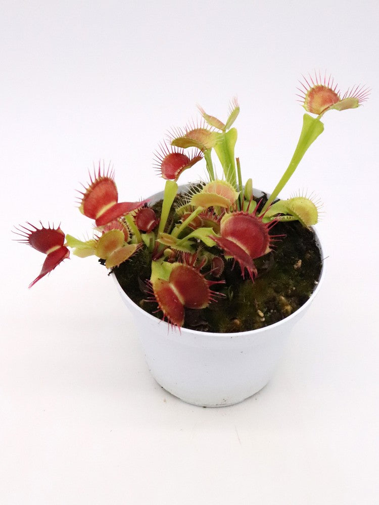 Dionaea muscipula GC Flying Monkey