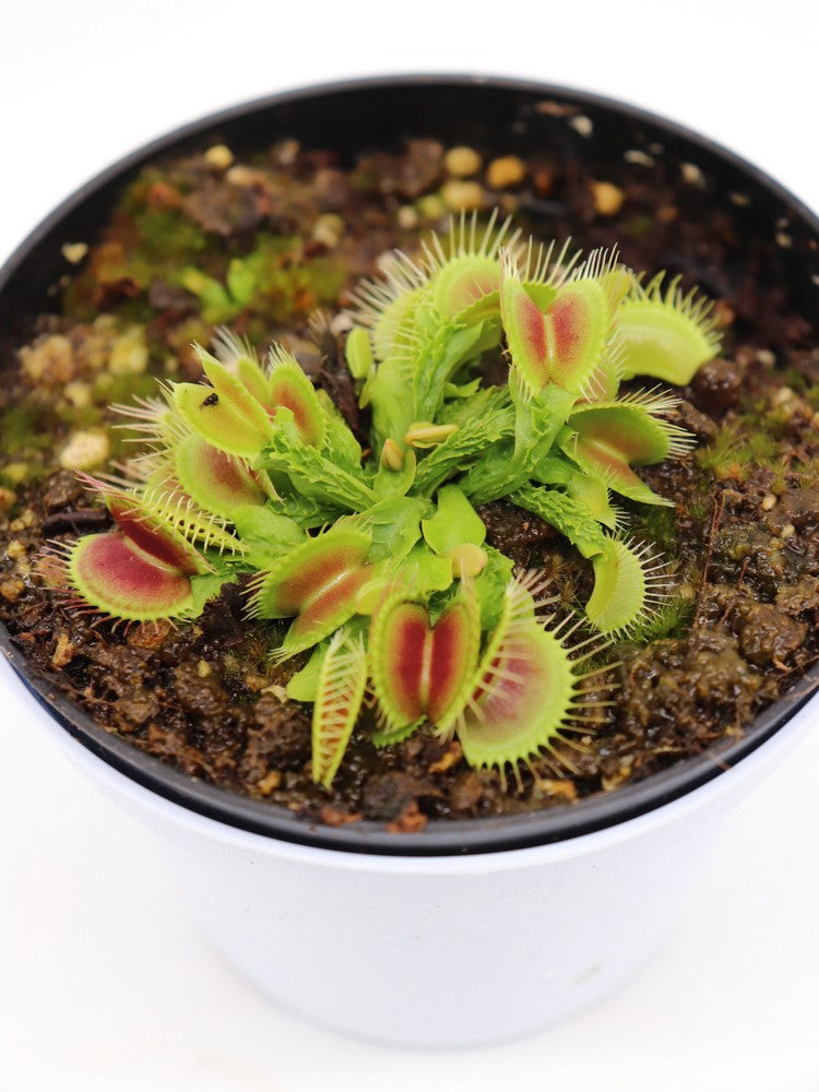 Dionaea muscipula Wrinkly Queen