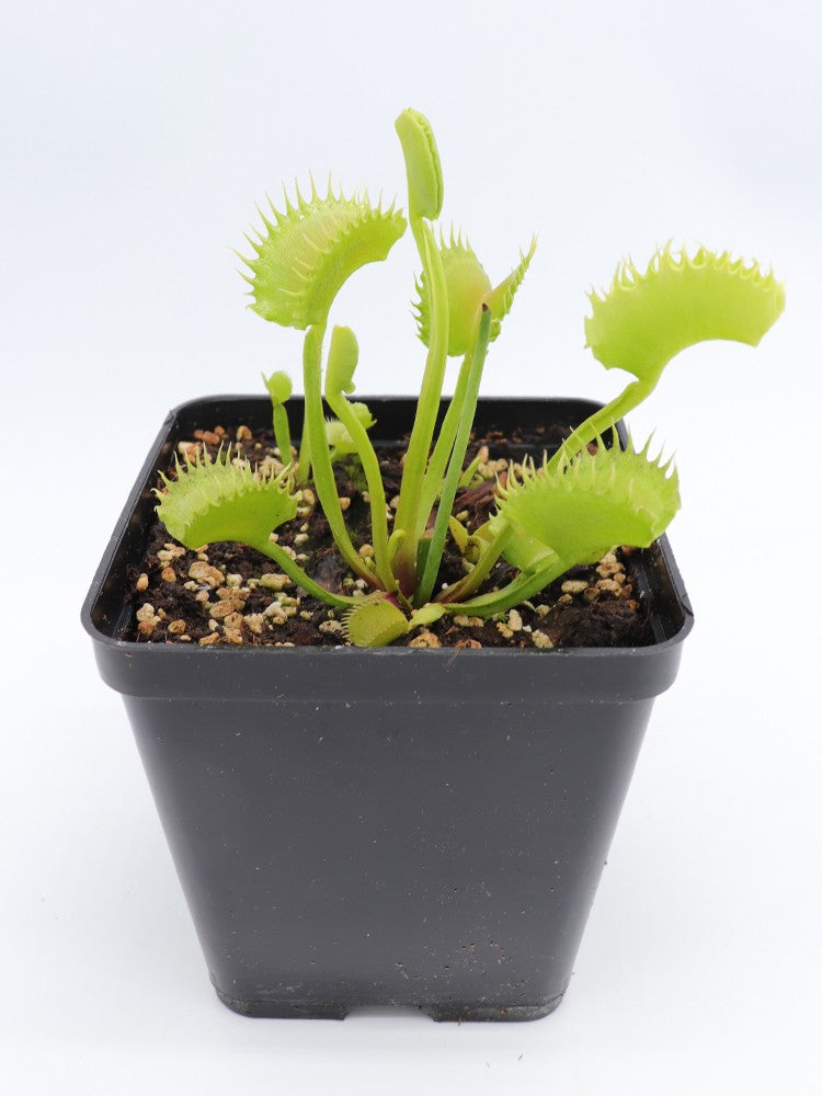 Dionaea muscipula Frilled Werewolf