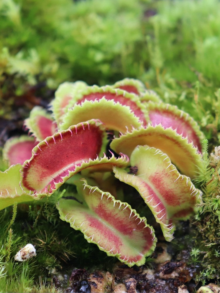 Dionaea muscipula Kim Jong-il