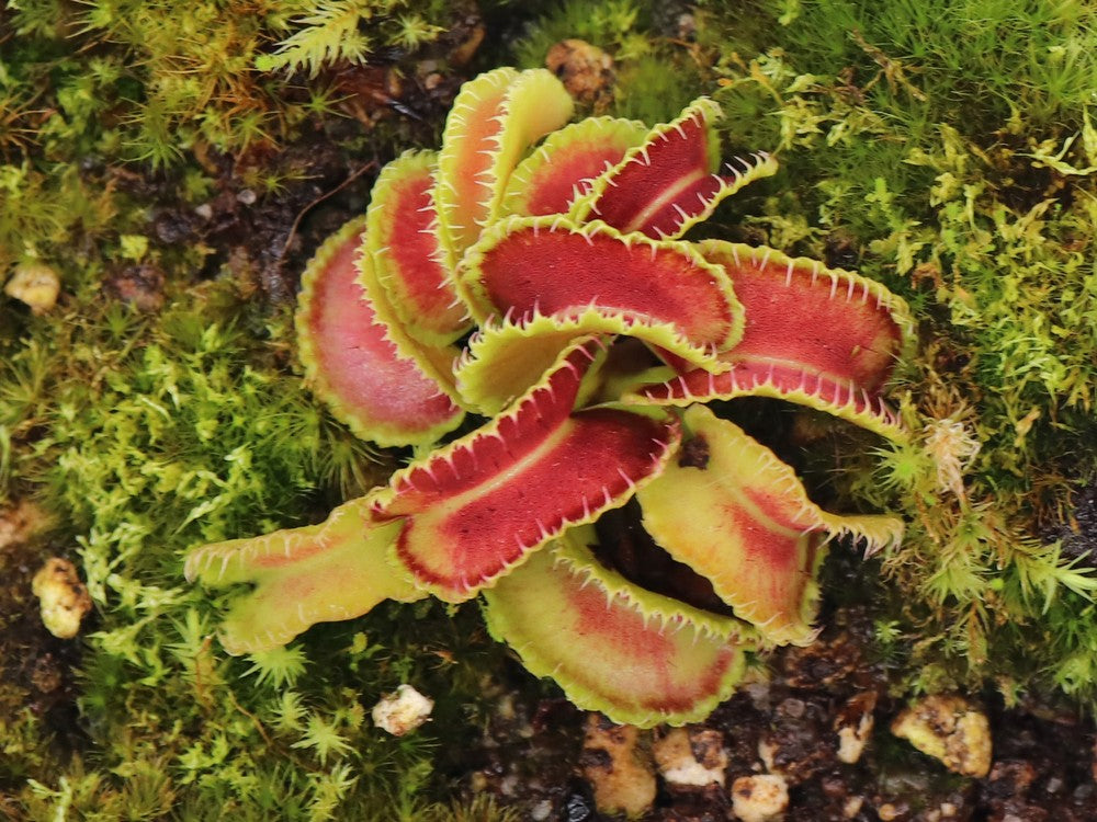 Dionaea muscipula Kim Jong-il