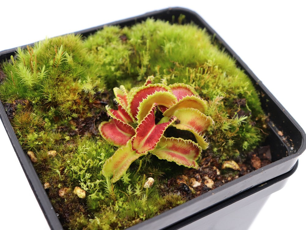 Dionaea muscipula Kim Jong-il