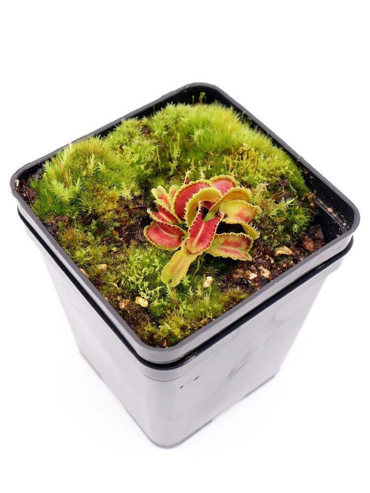 Dionaea muscipula Kim Jong-il