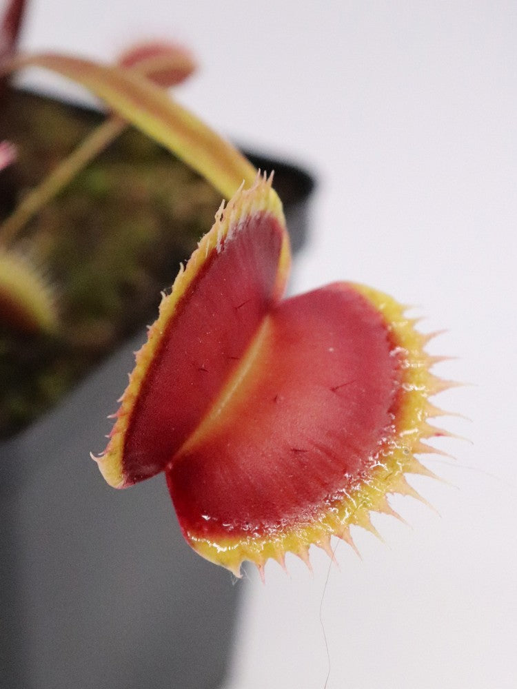 Dionaea muscipula La grosse à guigui