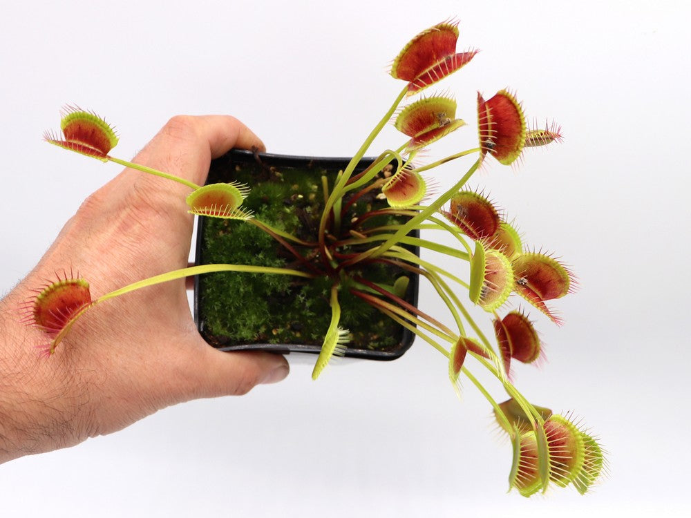 Dionaea muscipula Long petiole