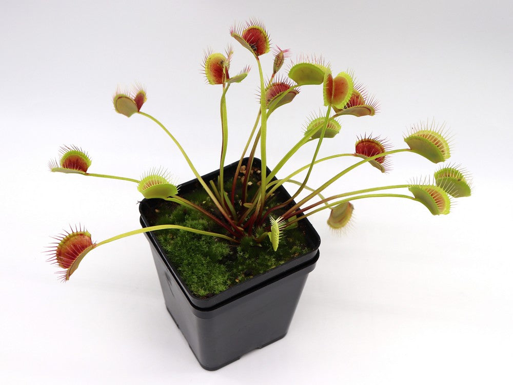 Dionaea muscipula Long petiole