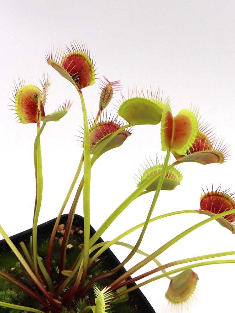 Dionaea muscipula Long petiole