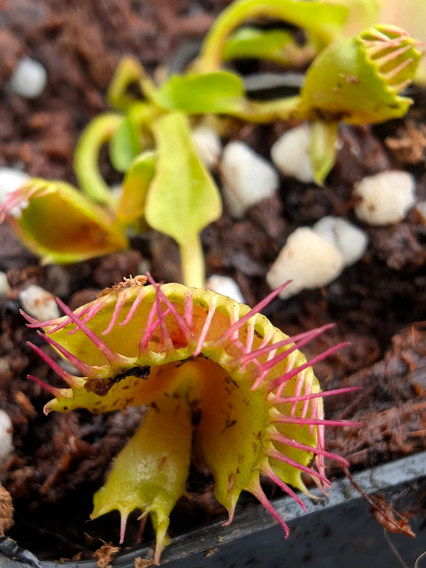 Dionaea muscipula  DT4